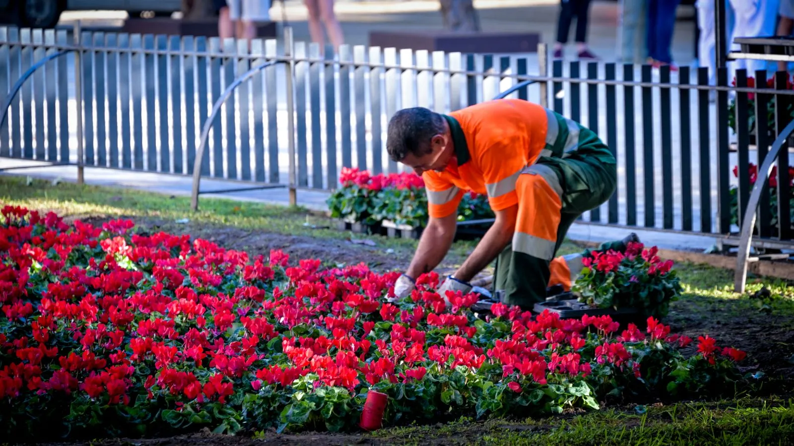 Un técnico municipal plantando las flores de la especie ciclamen. Un técnico municipal plantando las flores de la especie ciclamen.