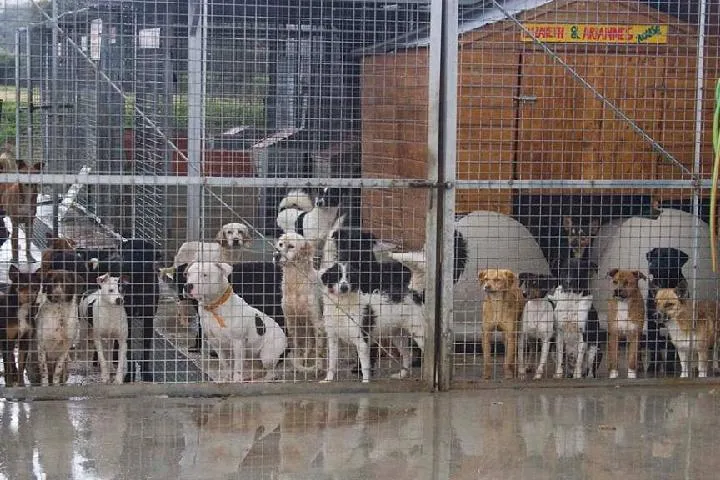 El Ayuntamiento contará con un nuevo servicio de recogida de animales abandonados y su atención El nuevo espacio estará ubicado junto a la depuradora, en la carretera que une Cádiz con San Fernando
