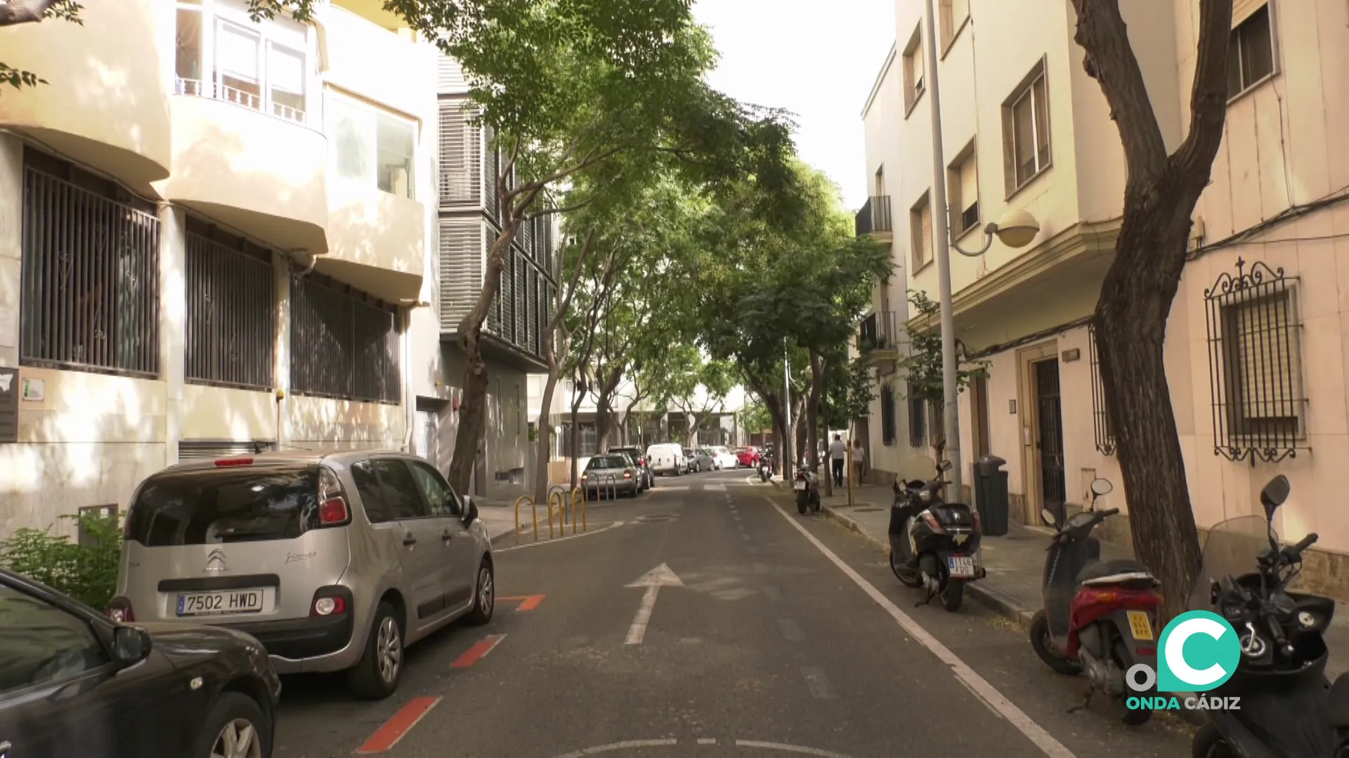 Árboles en una calle de la capital gaditana Árboles en una calle de la capital gaditana
