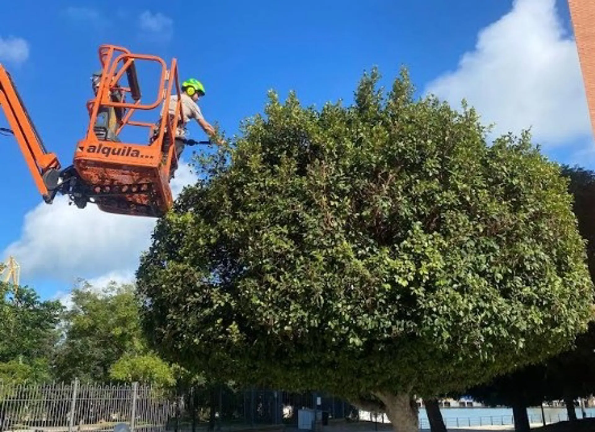 Campaña de revisión y mantenimiento del arbolado de la ciudad.
