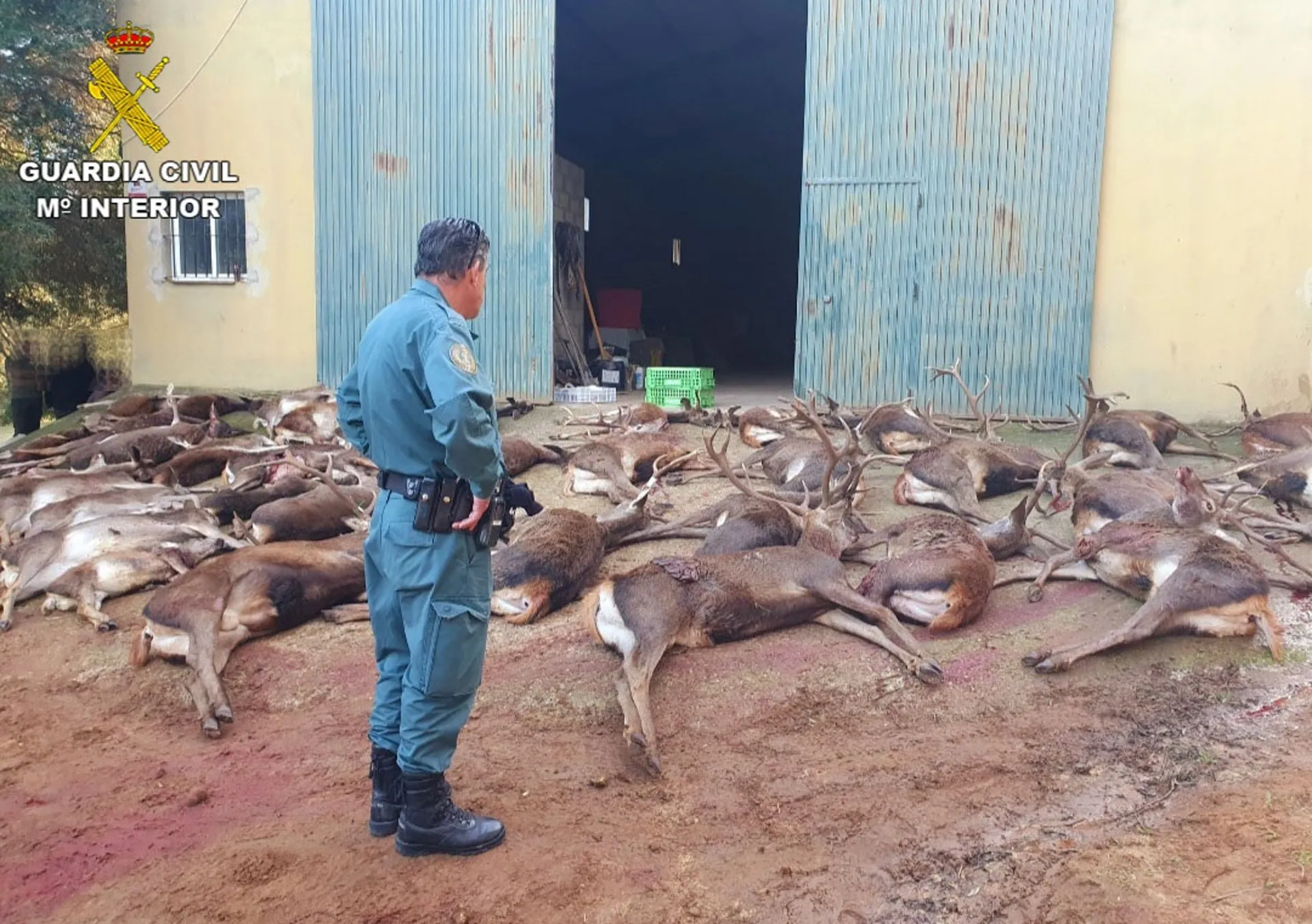Un agente de la Guardia Civil ante los ejemplares cazados
