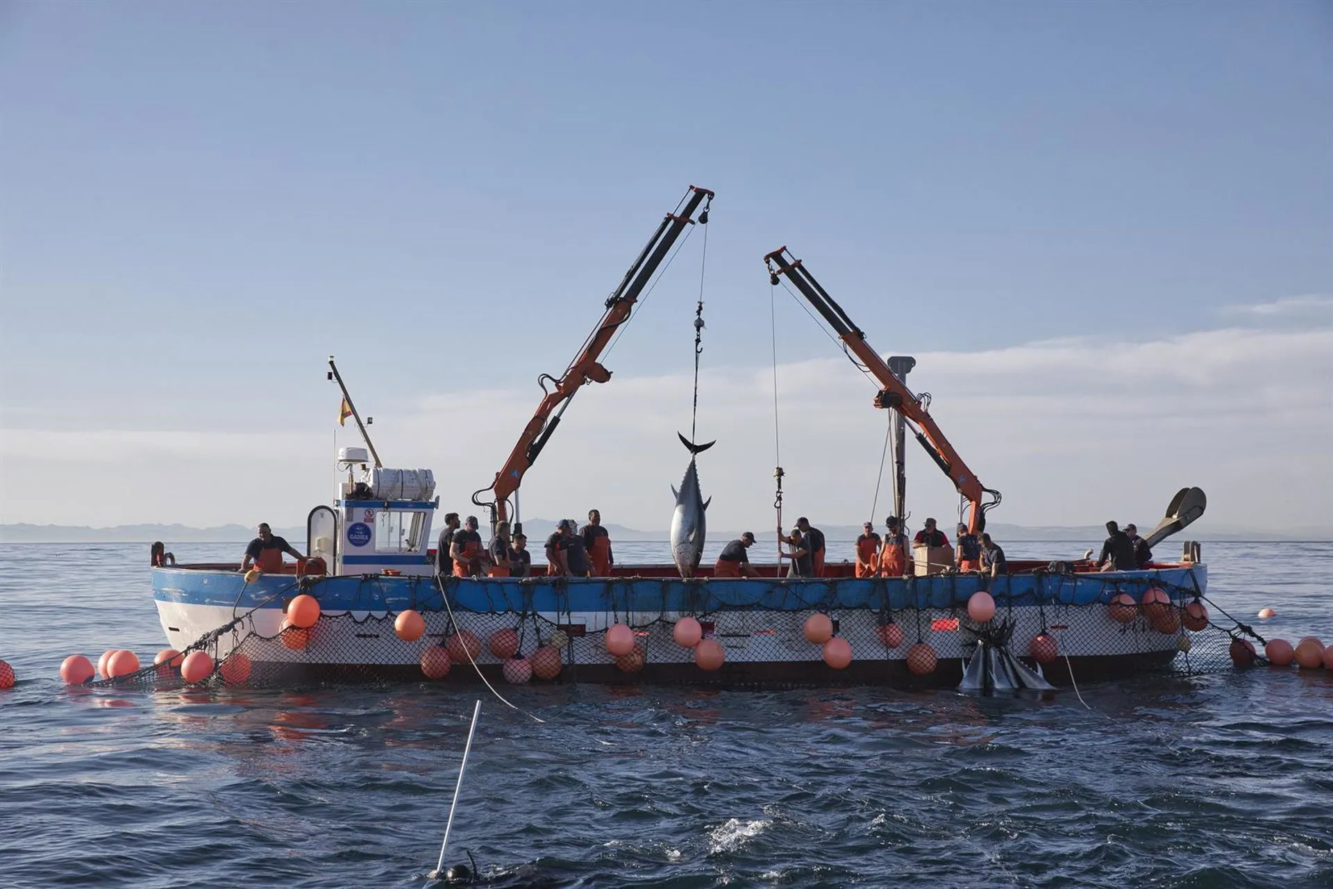 Varios pescadores durante la ‘levantá’ del atún en las inmediaciones de Barbate.