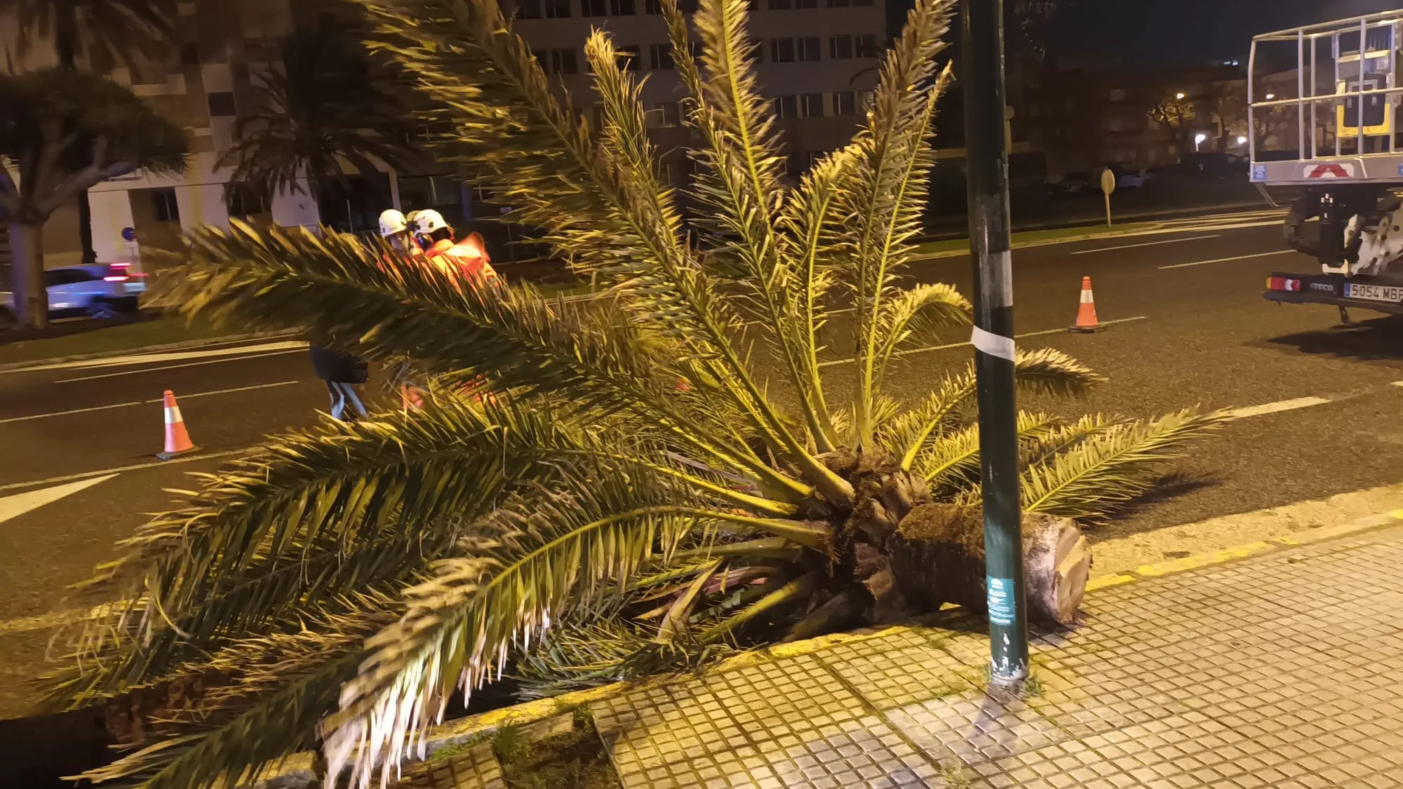 Una palmera caída en la Avenida por efecto del potente viento este viernes