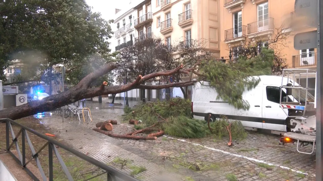 El intenso temporal causa la caída de dos árboles en el frente de Canalejas.