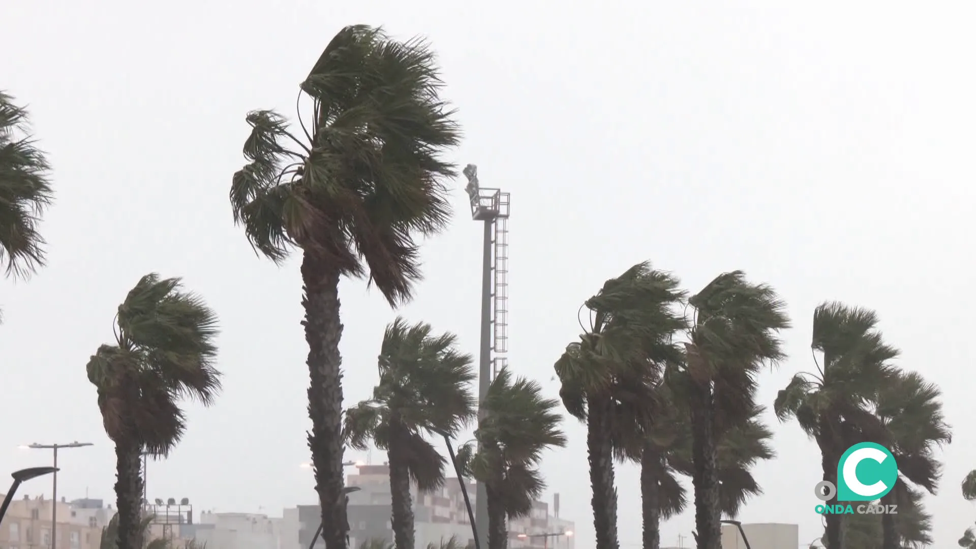 Palmeras en la mañana de este martes en la capital gaditana
