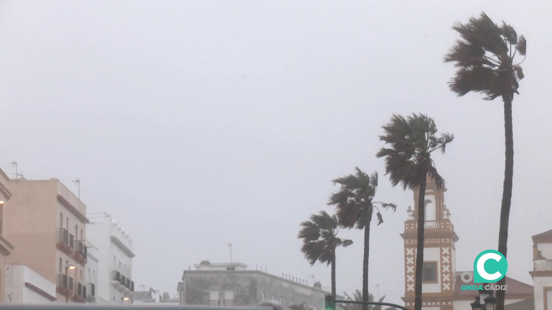 Palmeras azotadas por el viento en el Campo del Sur