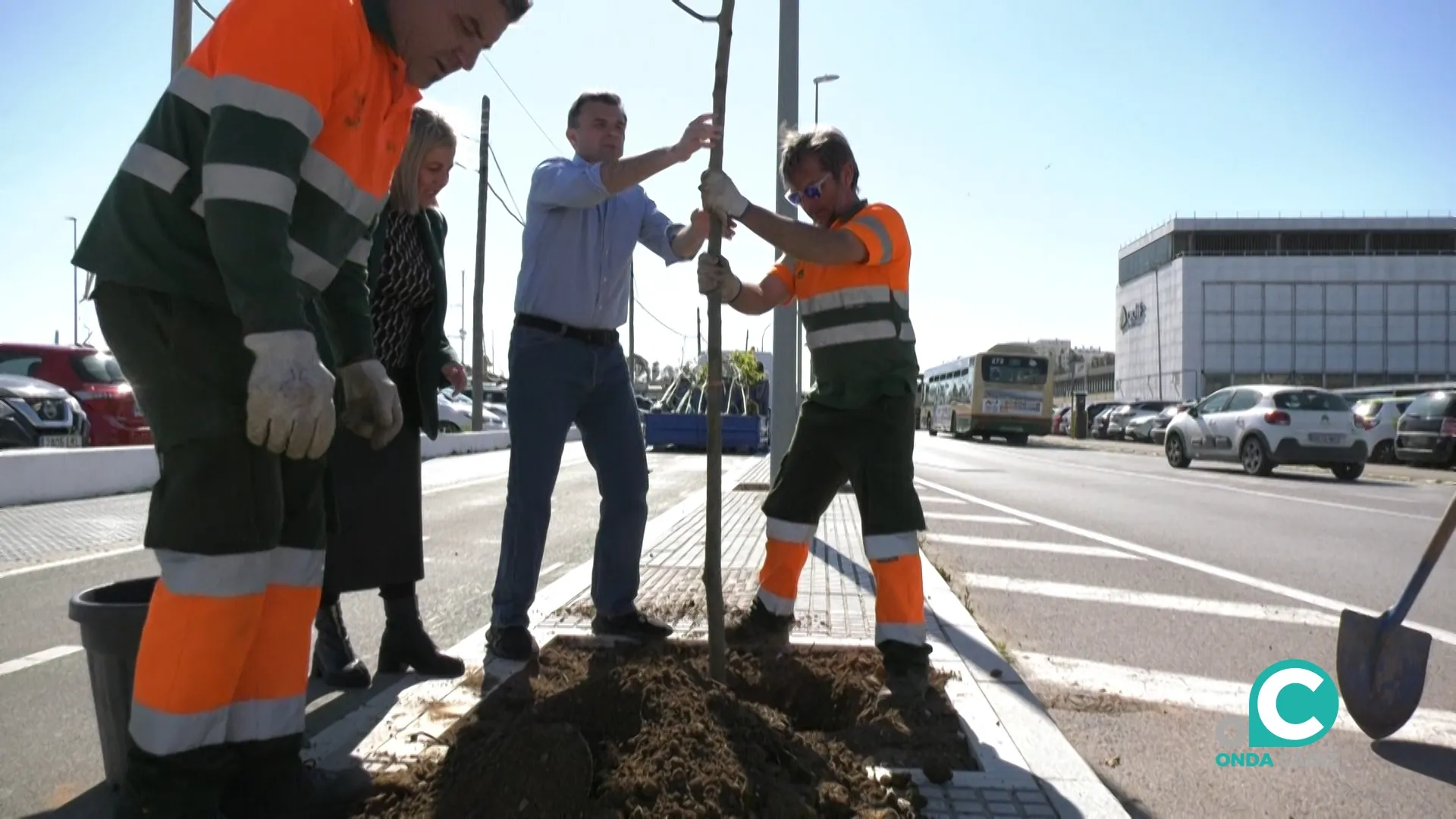 El alcalde y la concejala de Parques y Jardines del Ayuntamiento de Cádiz, Loli Pavón, han supervisado los trabajos de plantación. 