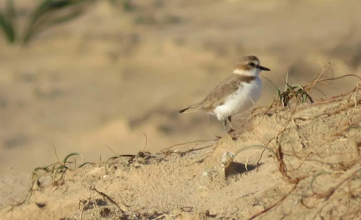 Los ecologistas piden respeto a la ciudadanía para proteger al chorlitejo en las dunas de Cortadura.