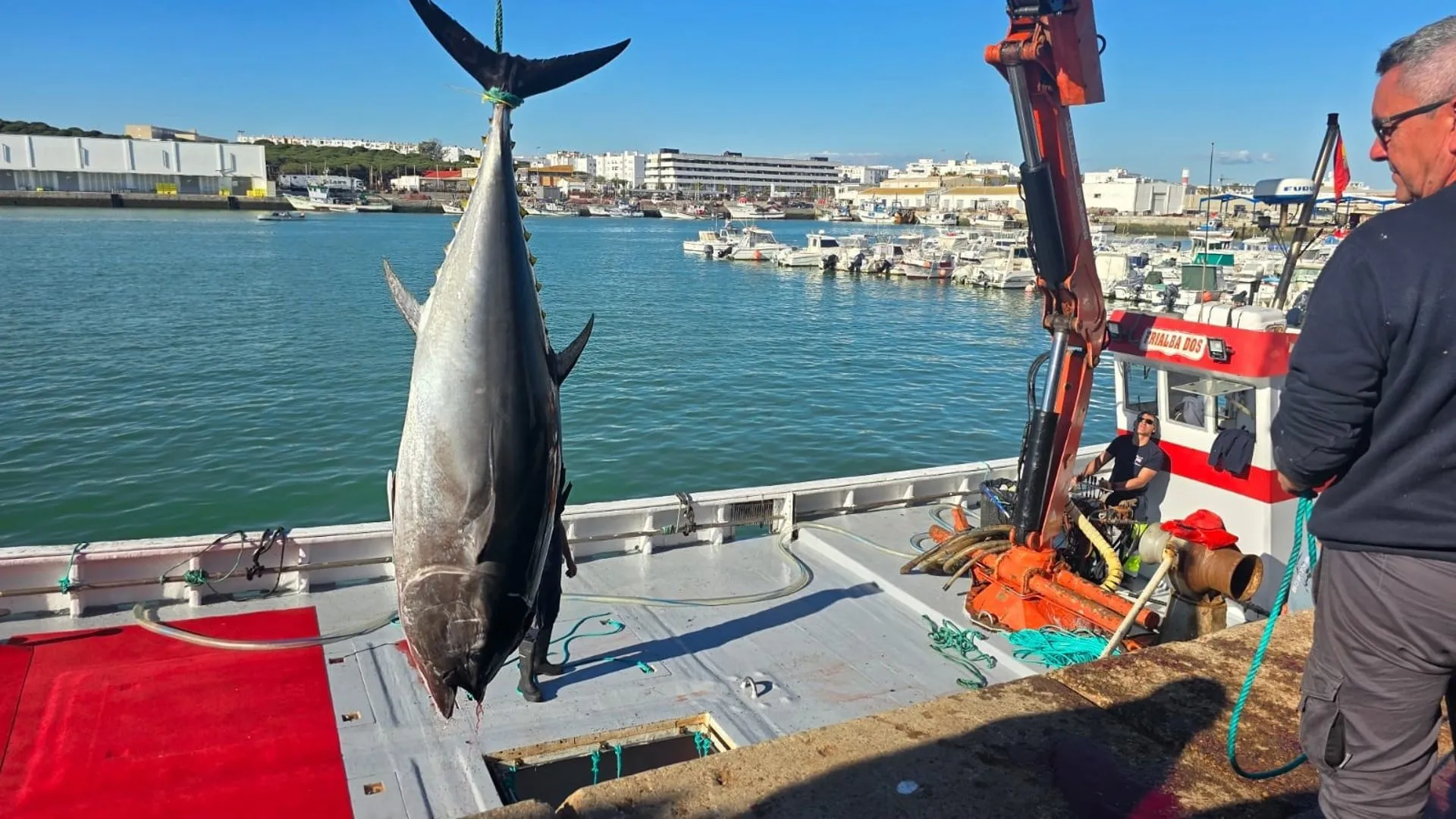 Las primeras capturas se encuentran en el puerto barbateño