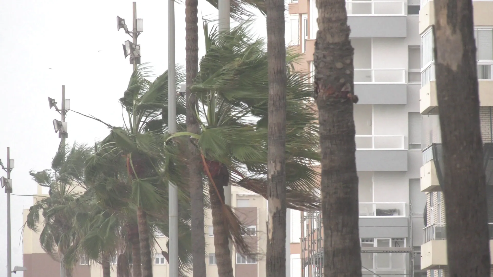 Palmeras azotadas por el viento en el Paseo Marítimo de la capital gaditana 