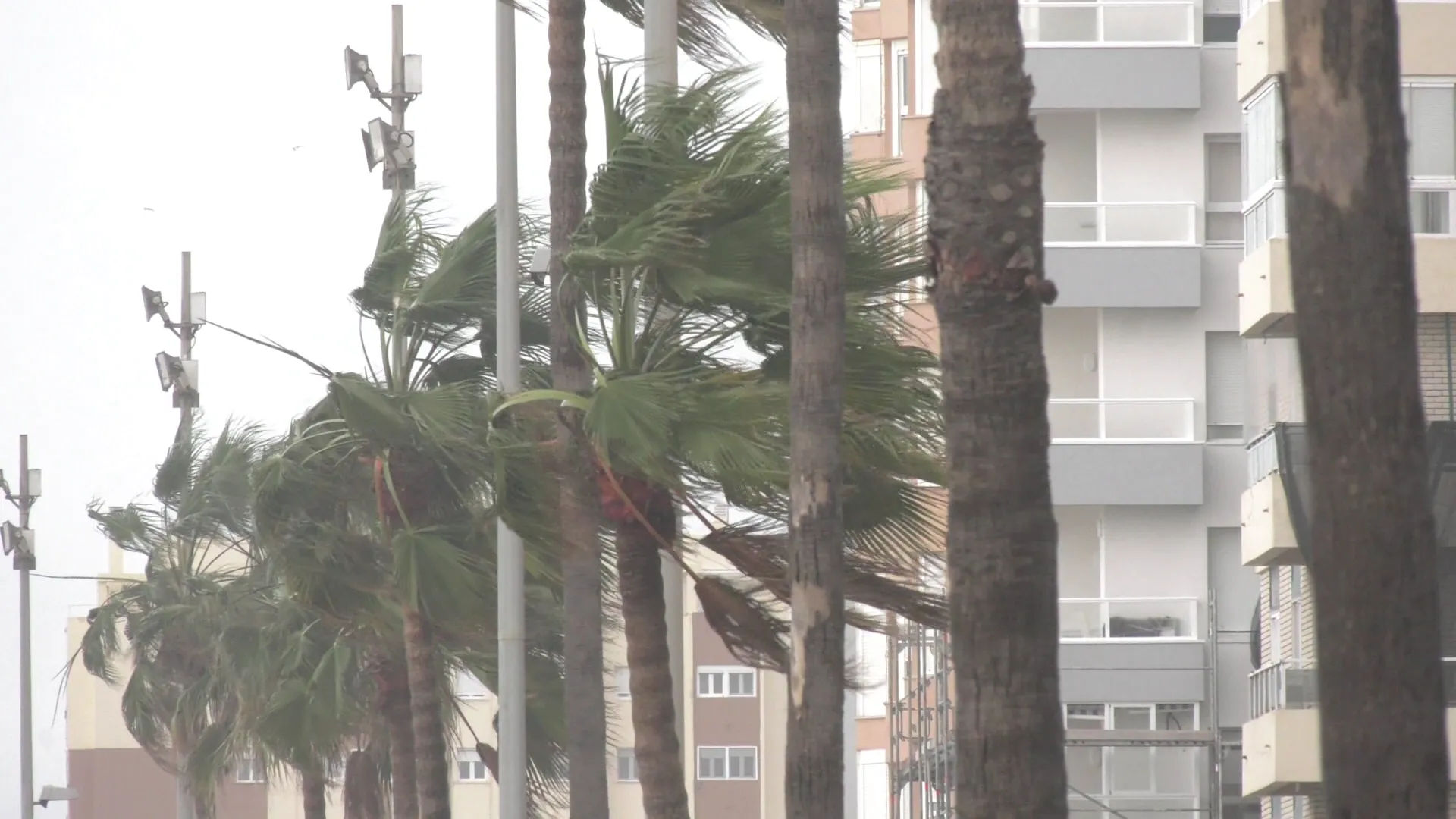 Palmeras azotadas por la fuerza del temporal en la avenida de la Bahía