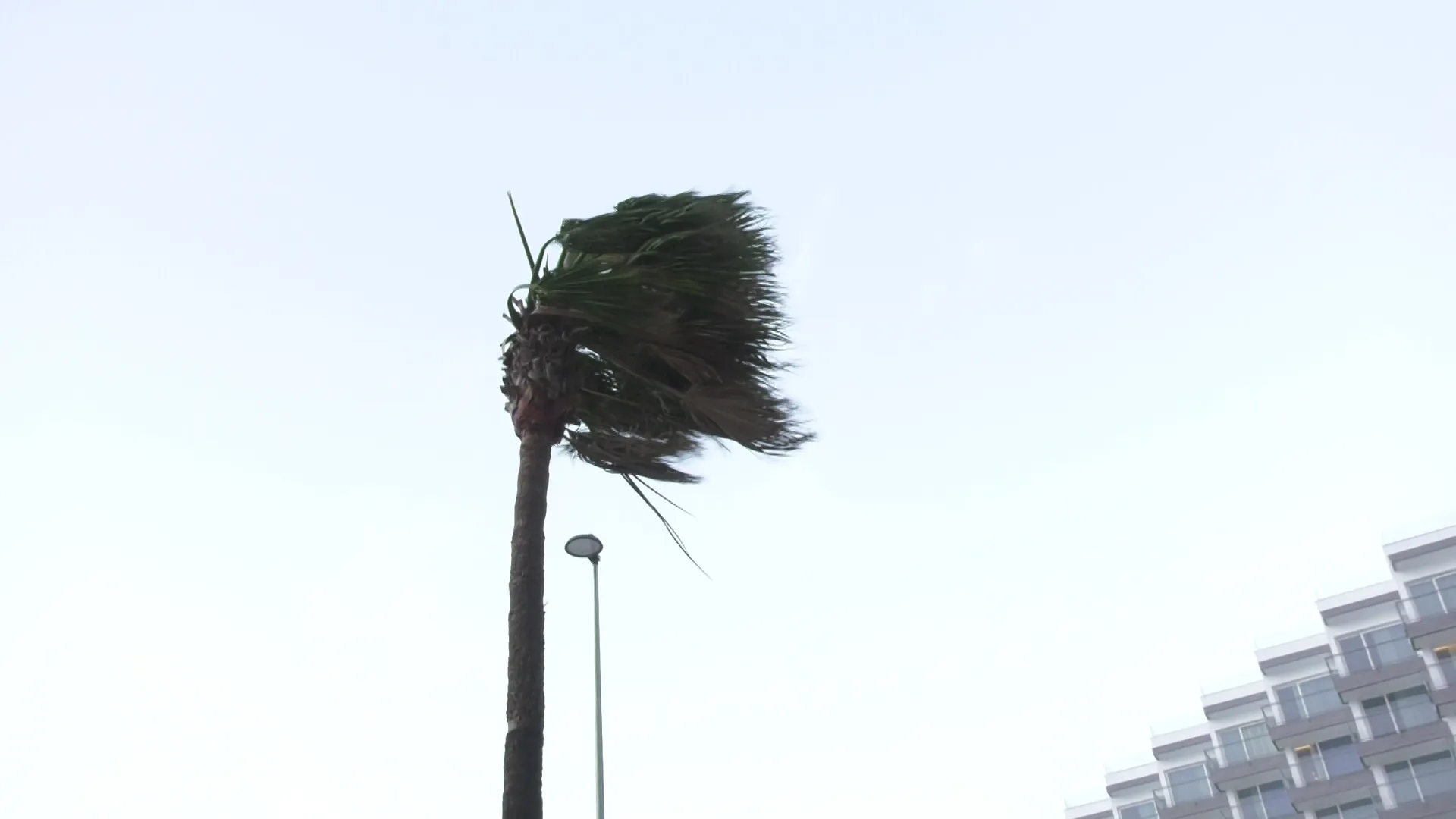 Palmera en el Paseo Marítimo de la capital gaditana