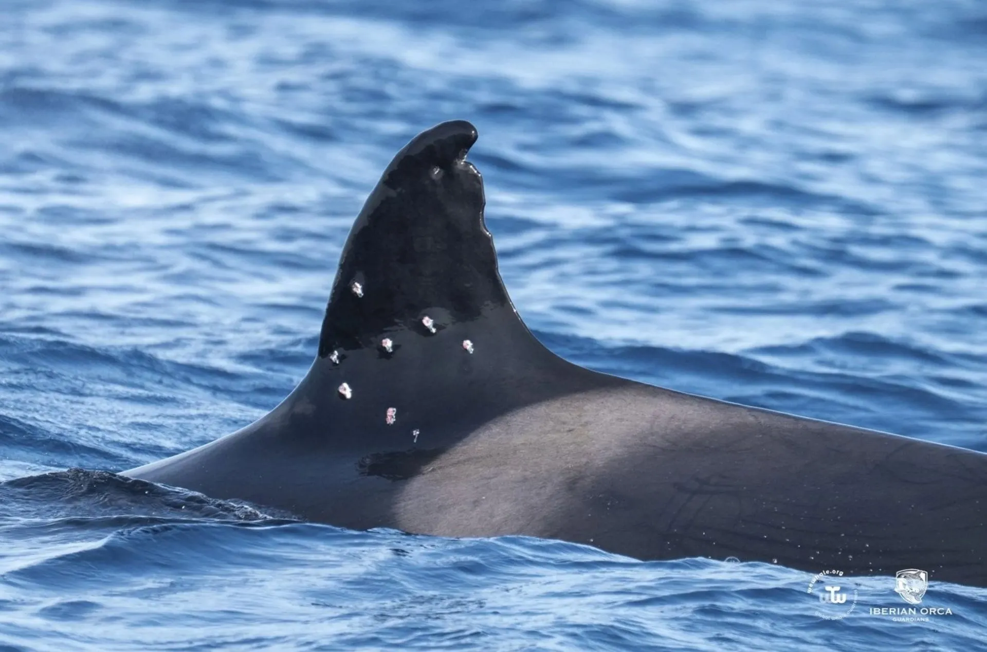 Dorsal del cetaceo herido