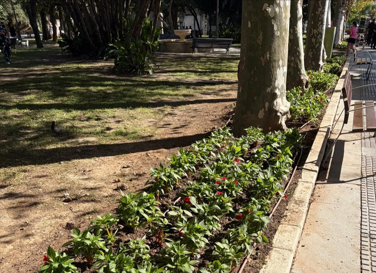 Parques y jardines renuevan las flores de la plaza España y el parque. 